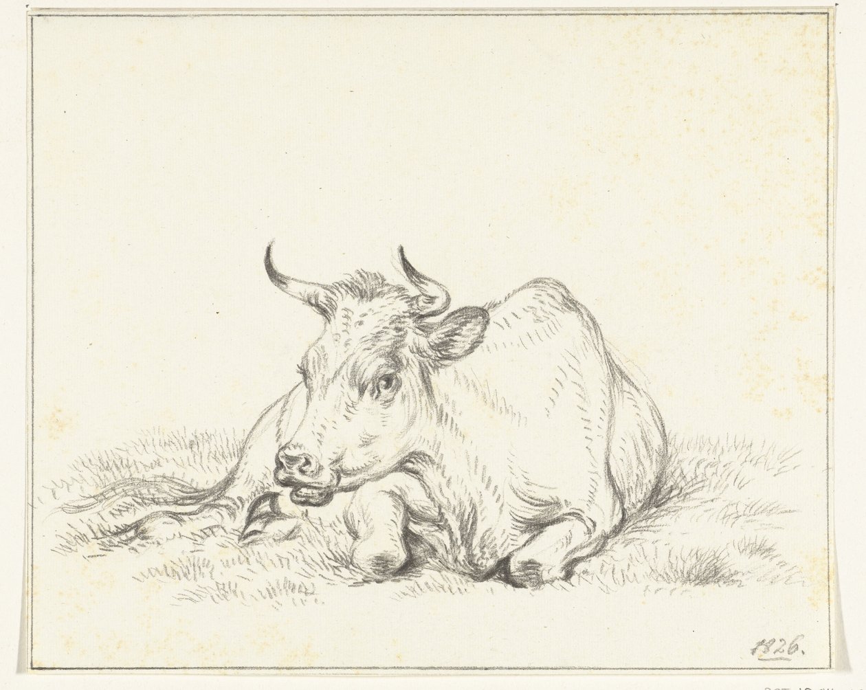 Liegende Kuh, von vorne von Jean Bernard
