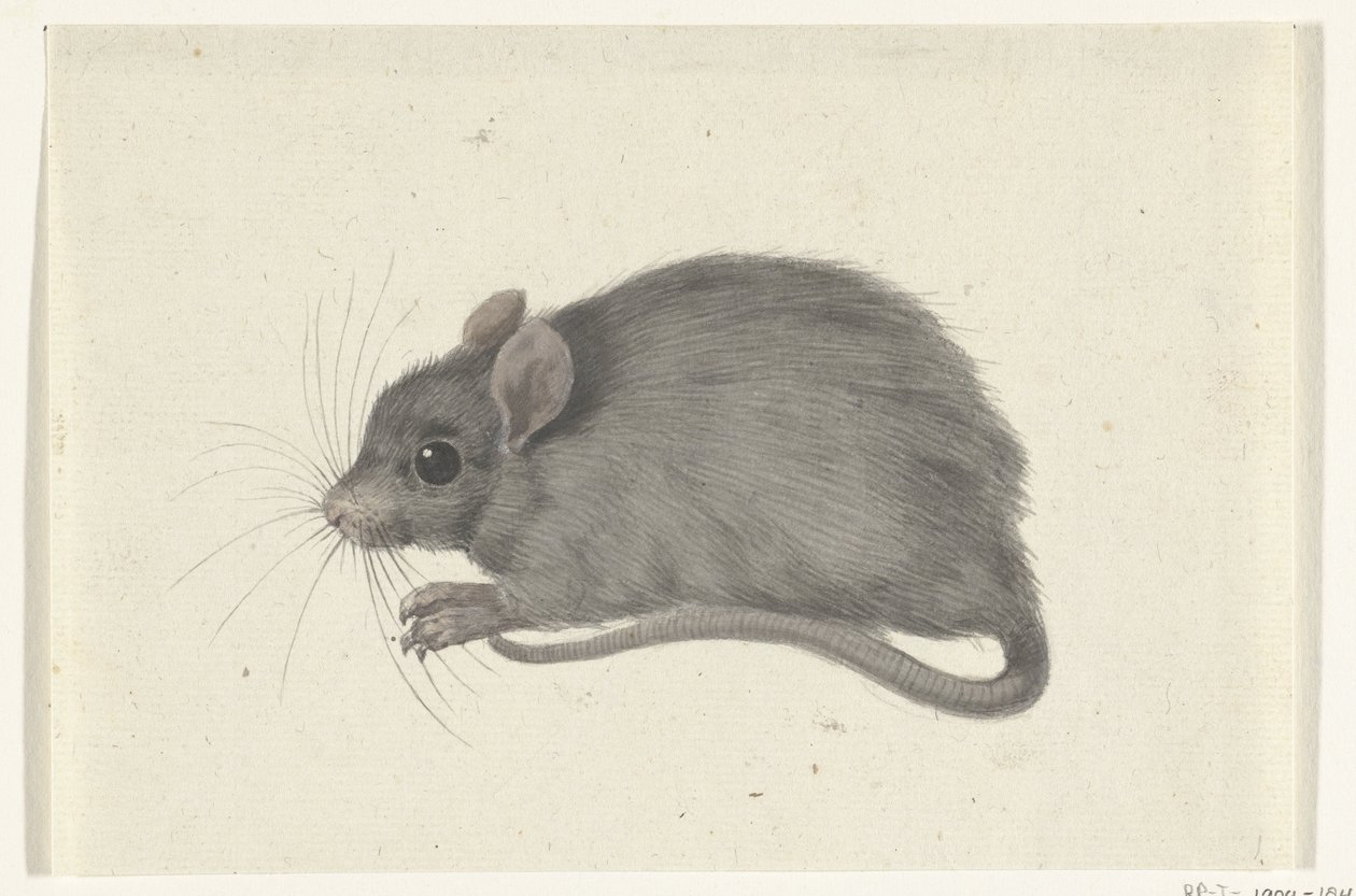 Maus, nach links von Jean Bernard
