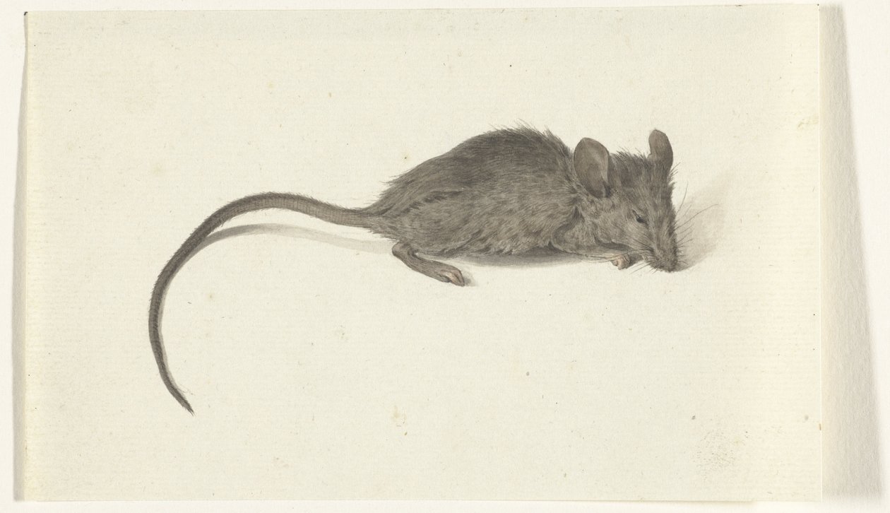 Maus, nach rechts von Jean Bernard