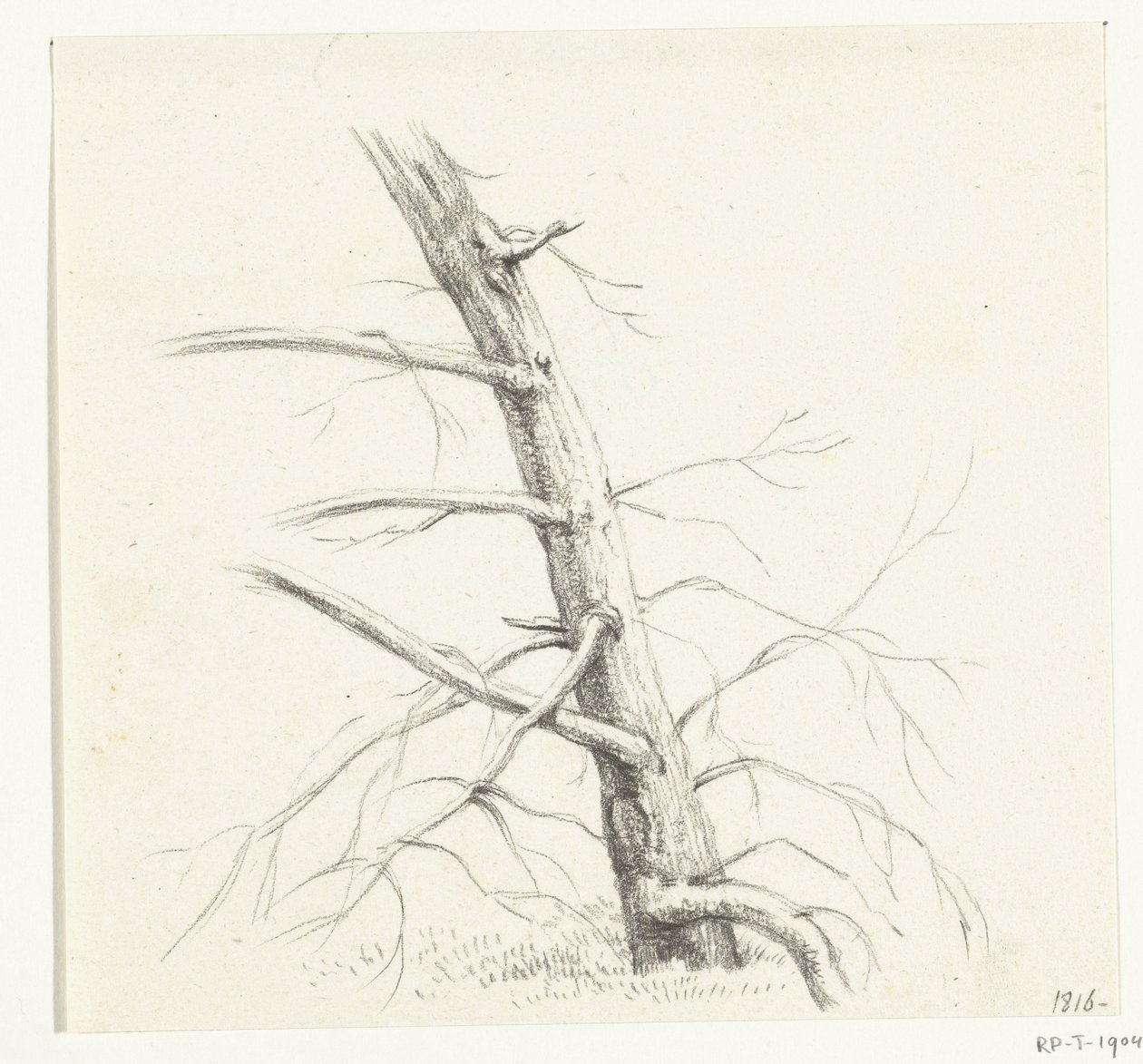 Studie eines Baumes von Jean Bernard