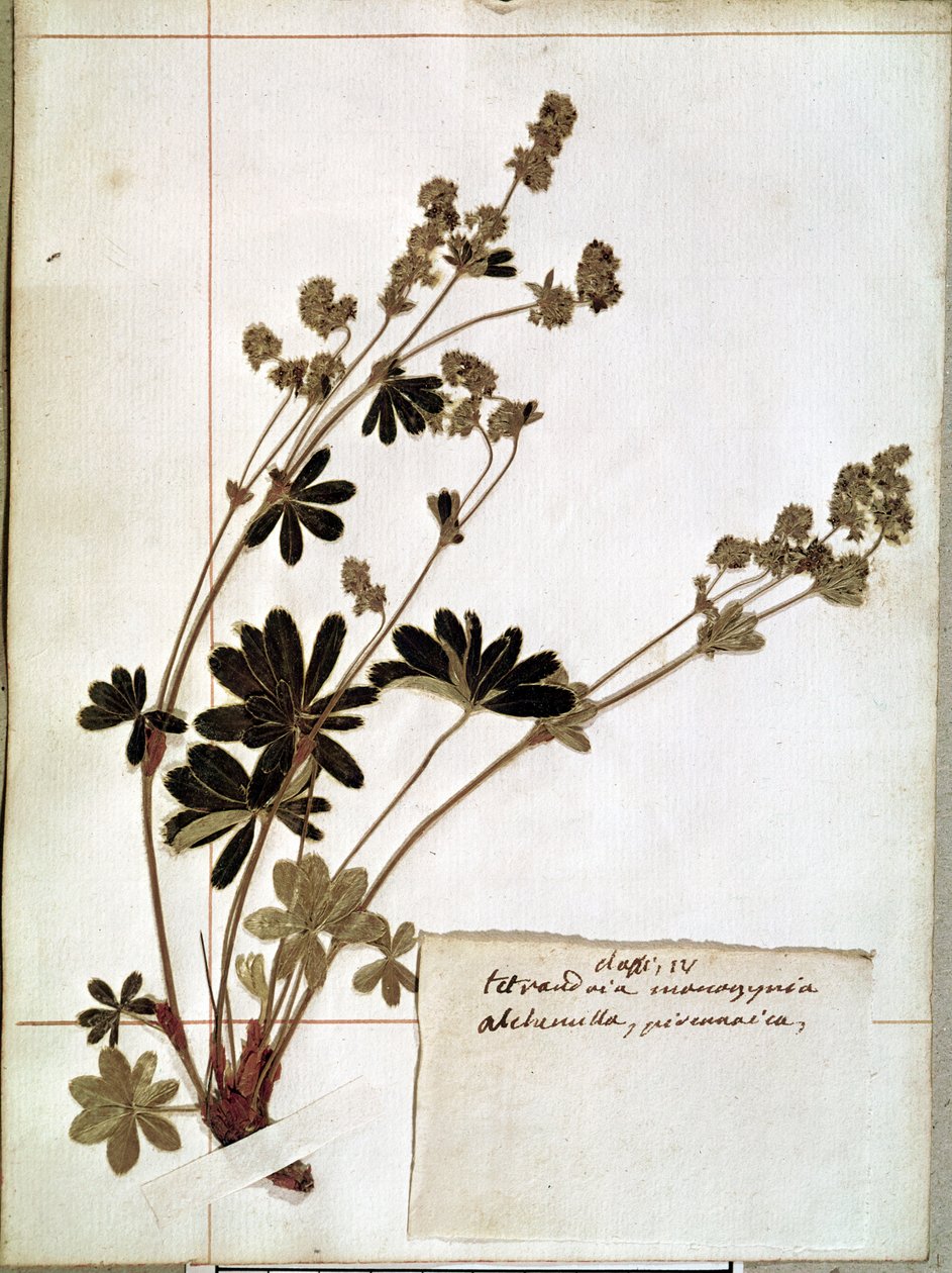 Alchemilla, aus einem Herbarium (gepresste Blumen) von Jean Jacques Rousseau