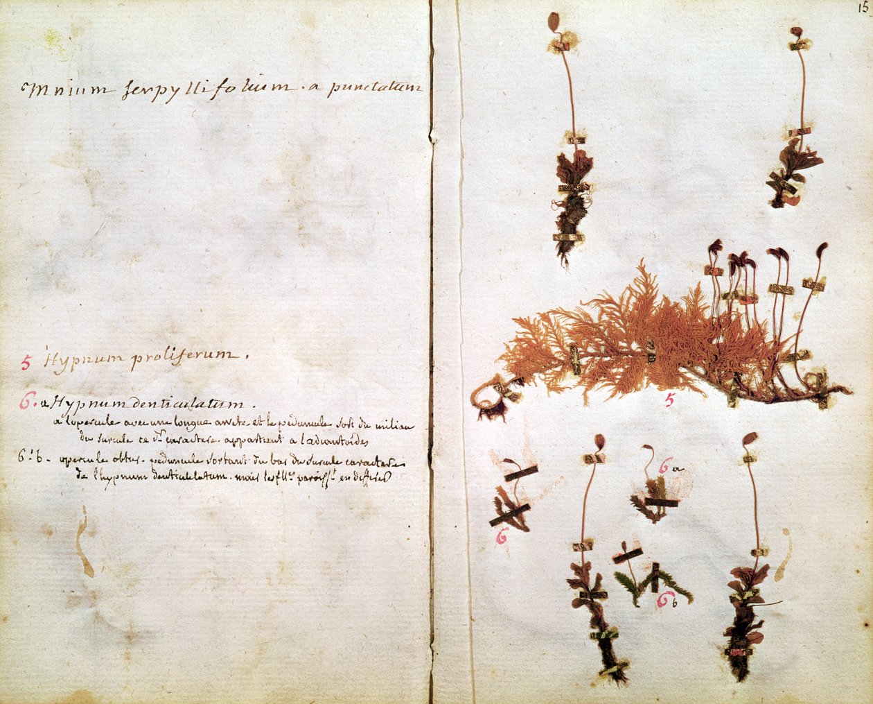 Seite 15 aus einem Herbarium von Jean Jacques Rousseau