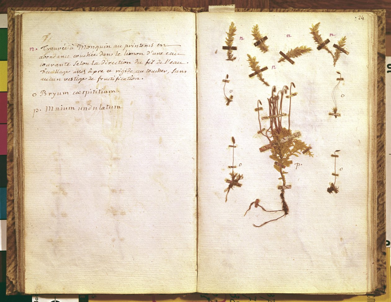 Seite 24 aus einem Herbarium von Jean Jacques Rousseau