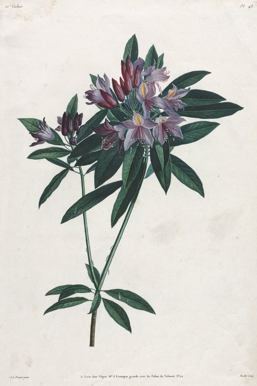 Pontischer Rhododendron von Jean Louis Prevost