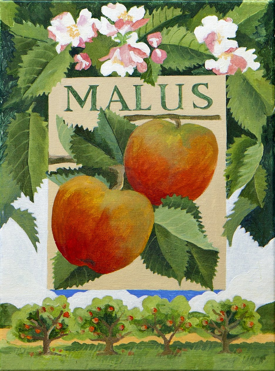 Malus (Apfel) von Jennifer Abbott