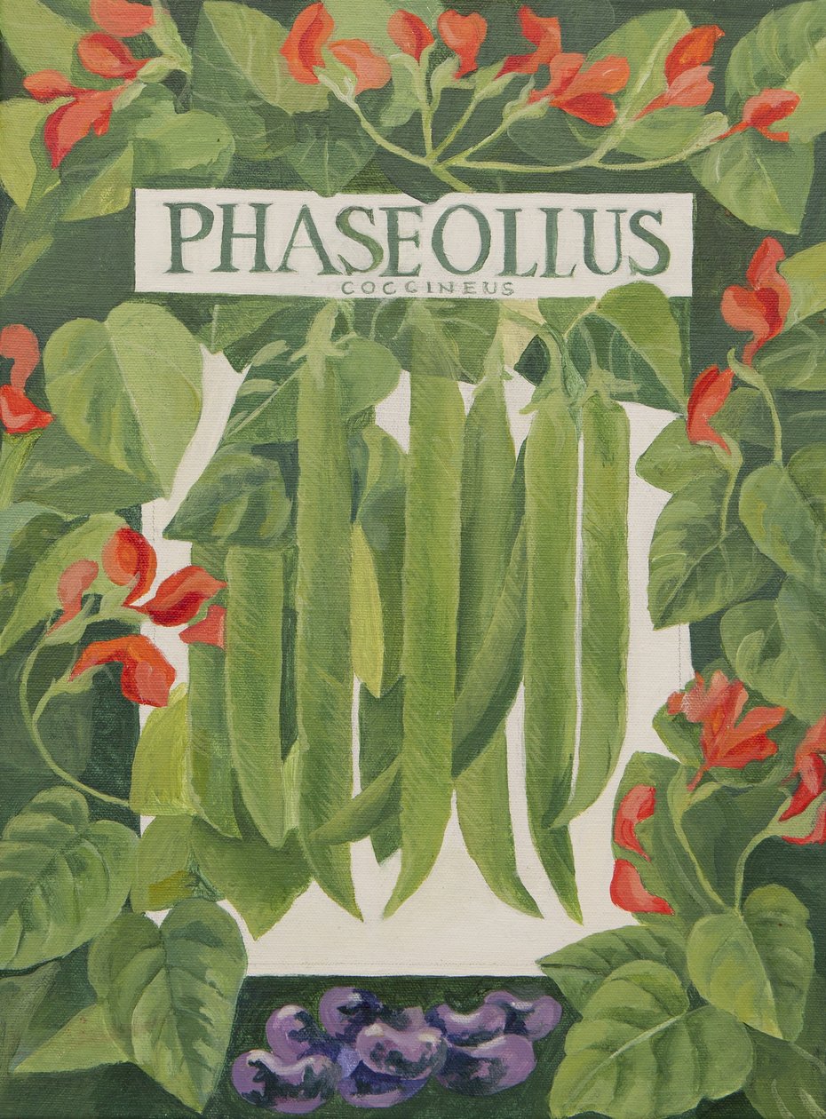 Phaseollus (Stangenbohnen) von Jennifer Abbott