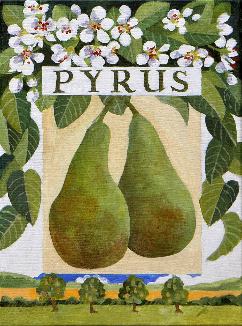Pyrus (Birne), 2014 von Jennifer Abbott