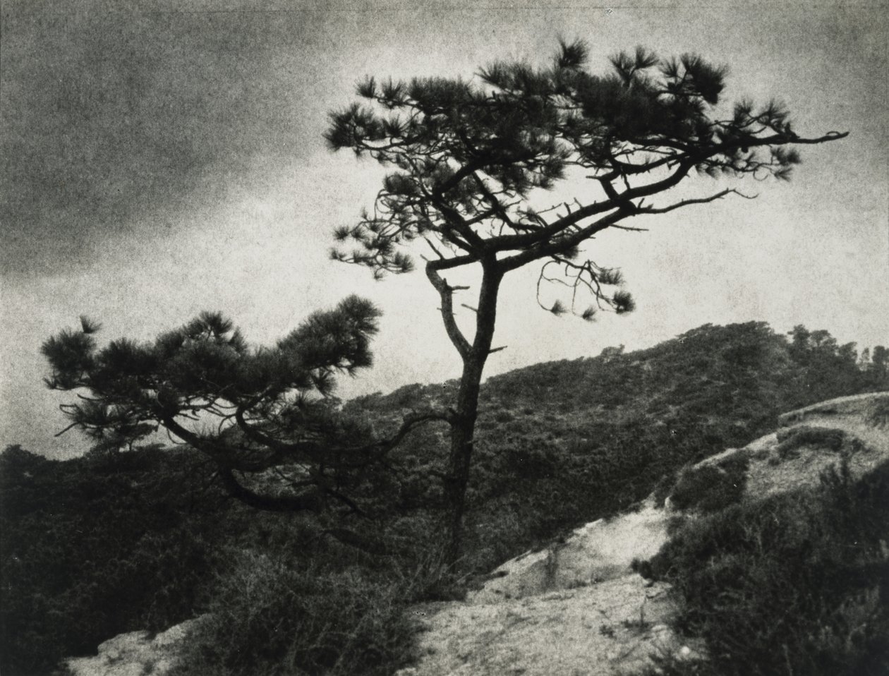 Berühmte Torrey-Kiefern von Jessie Tarbox Beals