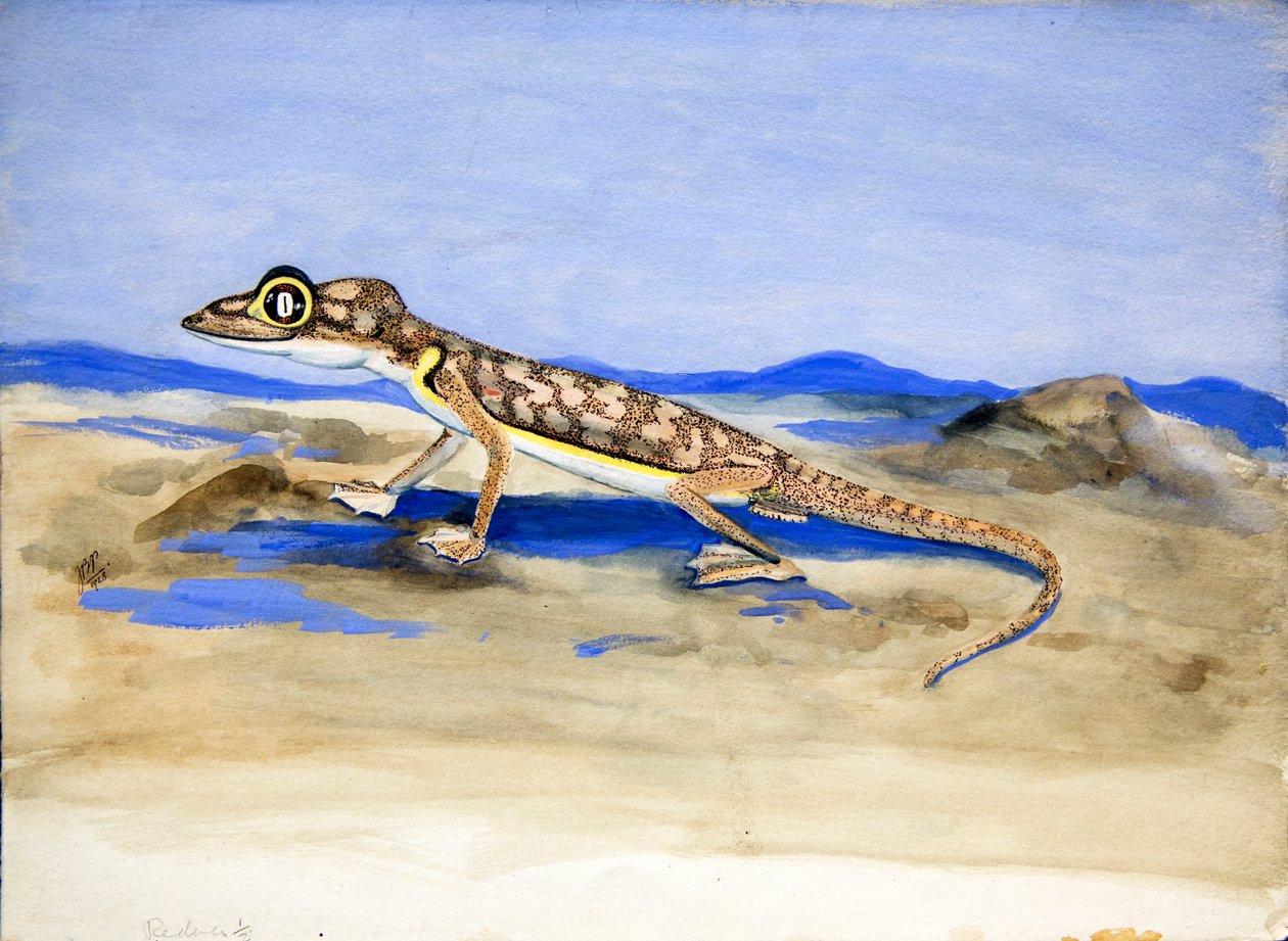 Palmatogecko rangei Anderson, 1928 von Joan Procter