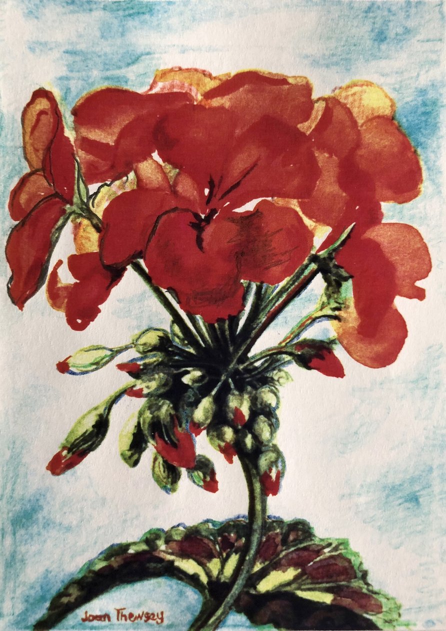 Geranie von Joan Thewsey