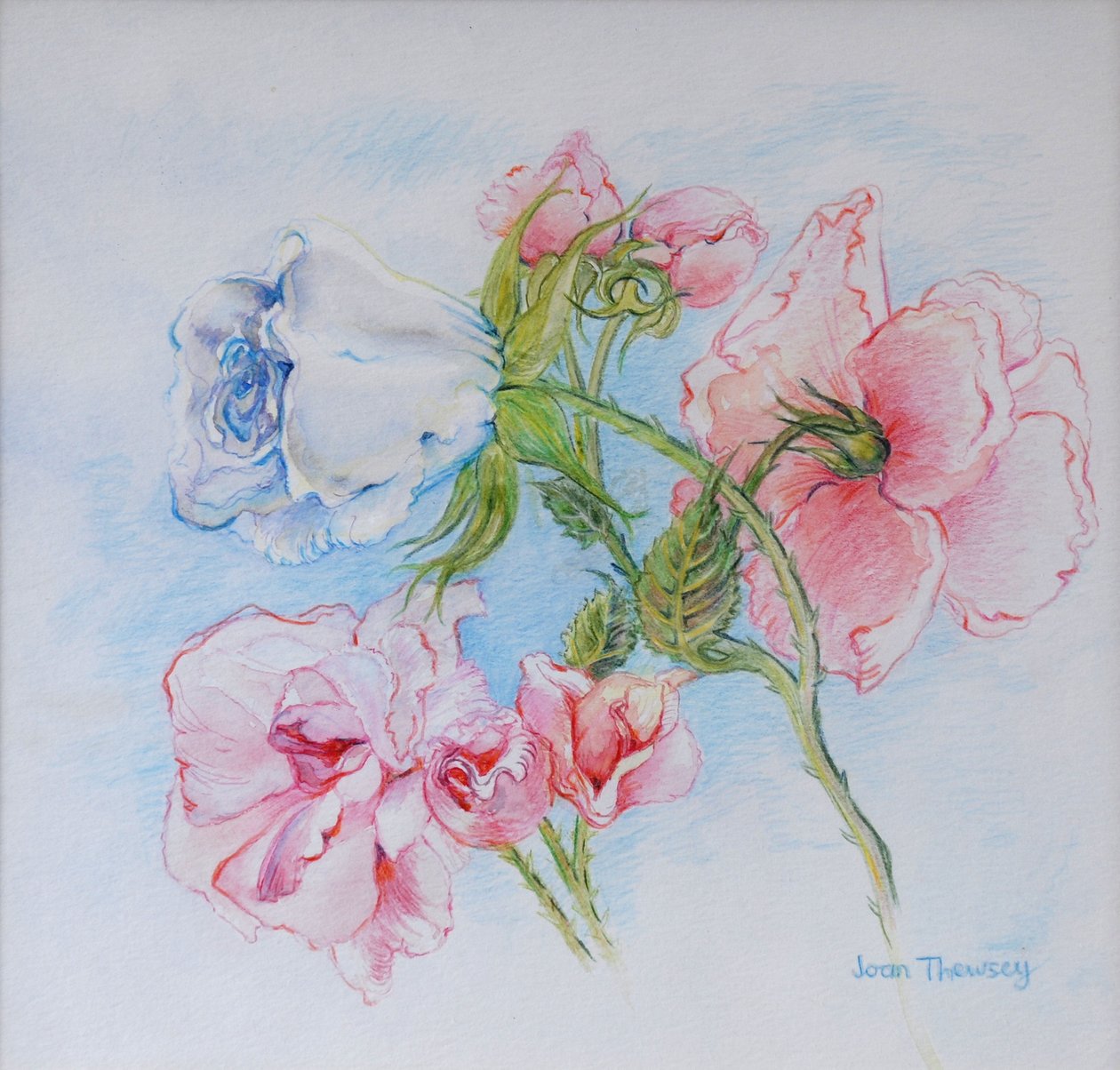 Morgenrosen 2002 von Joan Thewsey