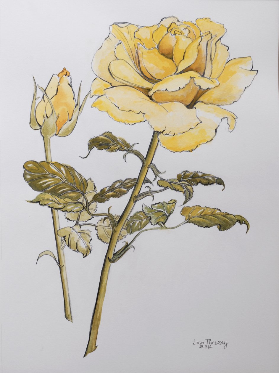 Gelbe Rose mit Blättern und Knospe, 2012 von Joan Thewsey
