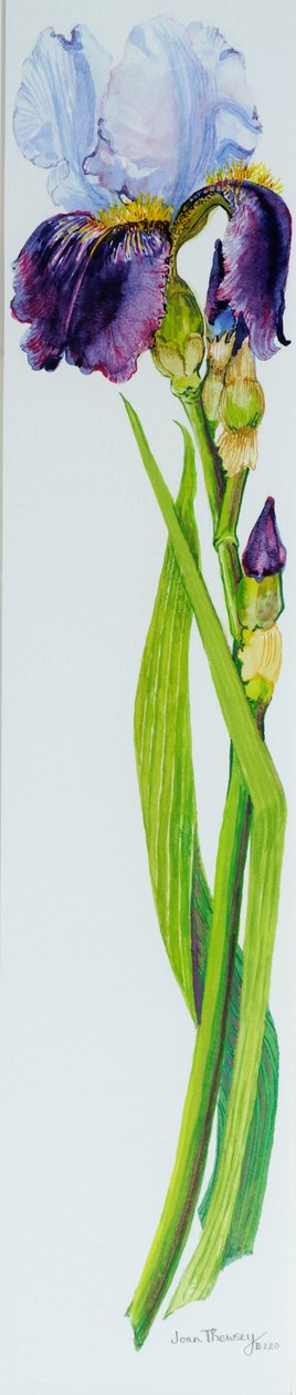 Iris mit drei Knospen von Joan Thewsey