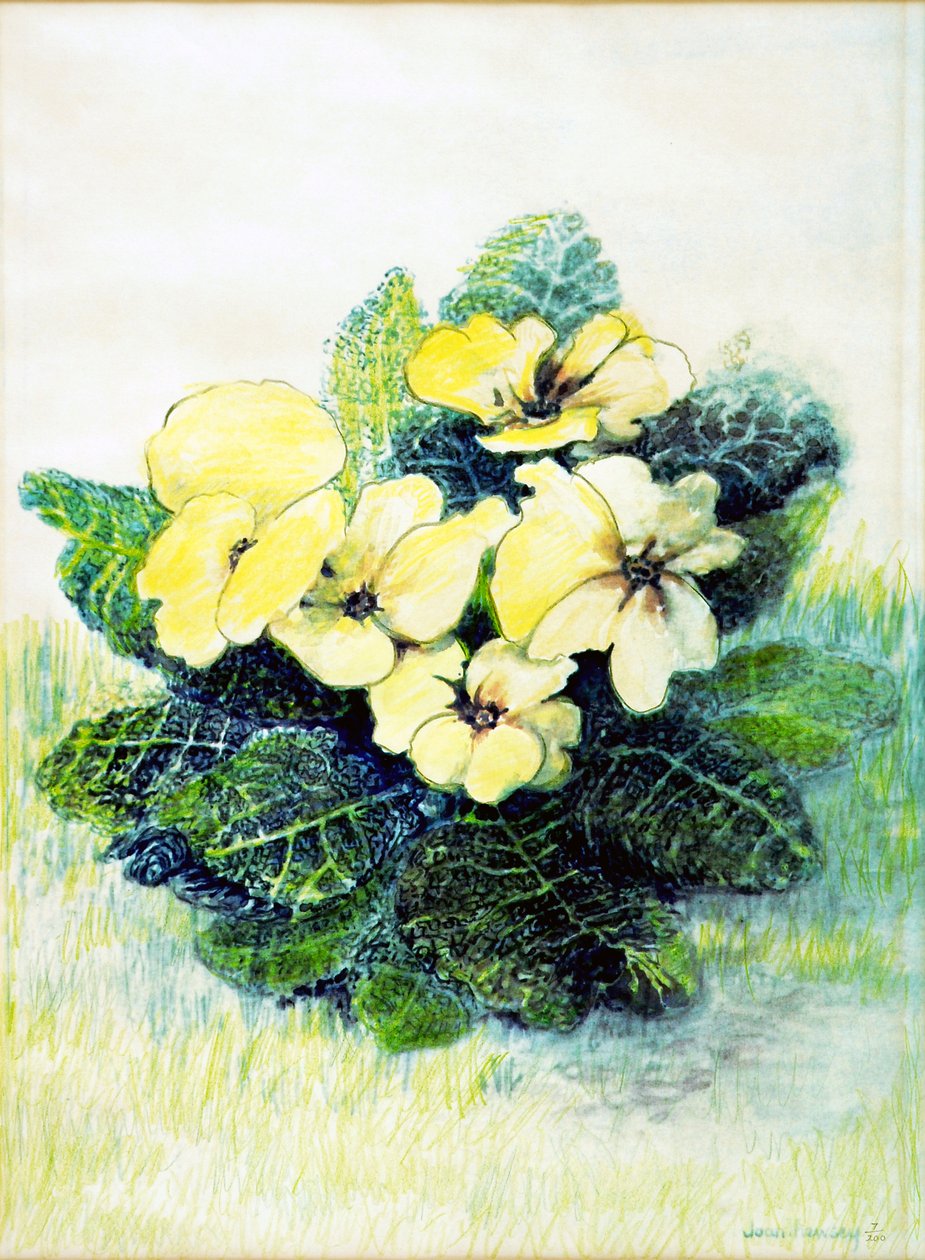 Blassgelbe Primel, 2005 von Joan Thewsey