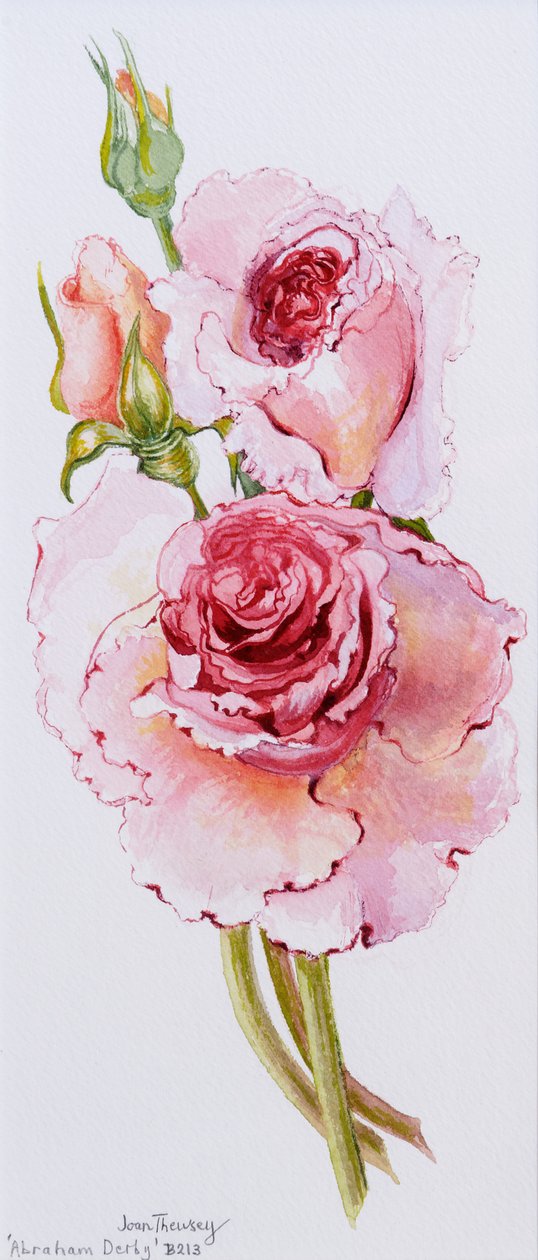 Rosen (Abraham Derby) von Joan Thewsey