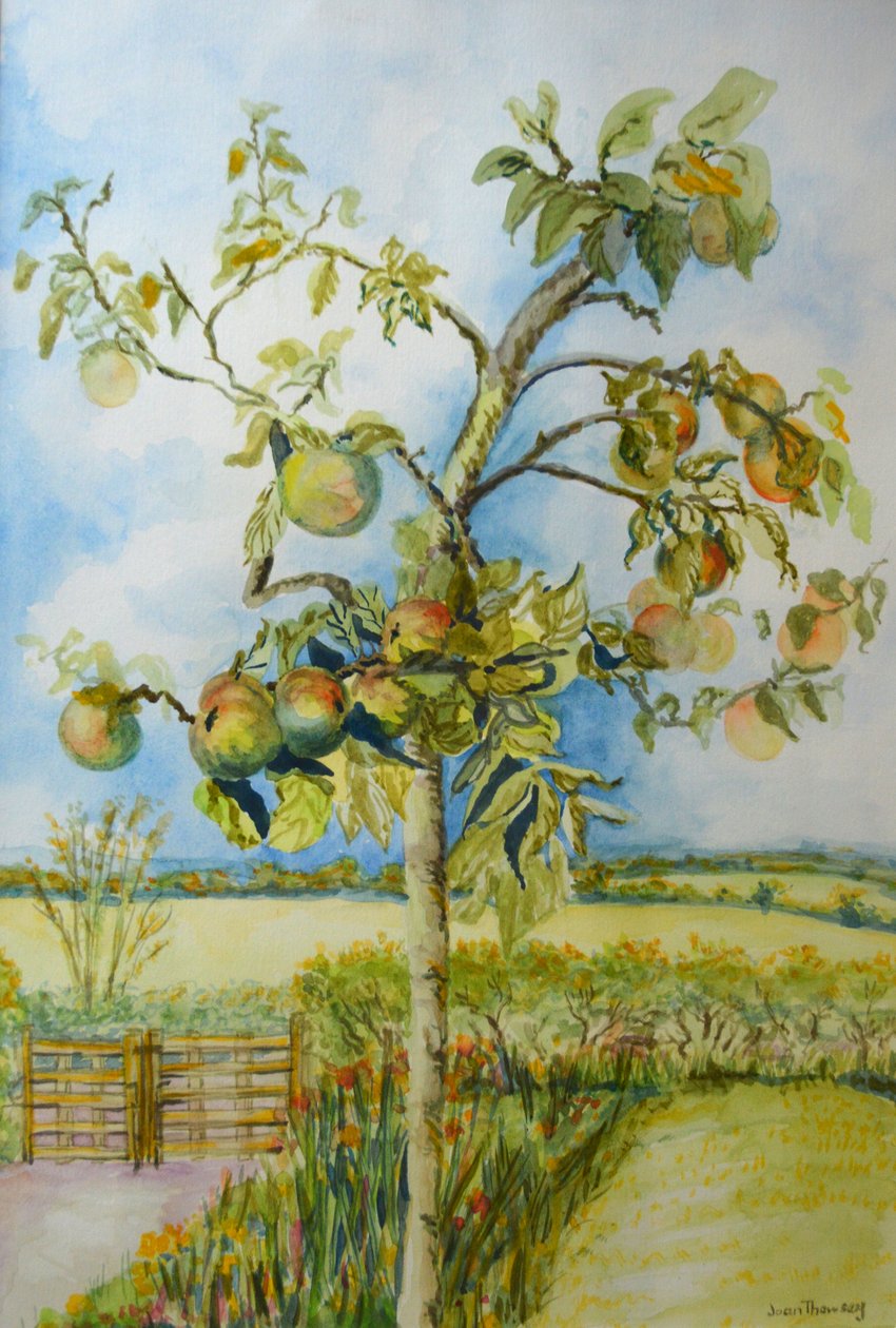 Der Apfelbaum von Joan Thewsey