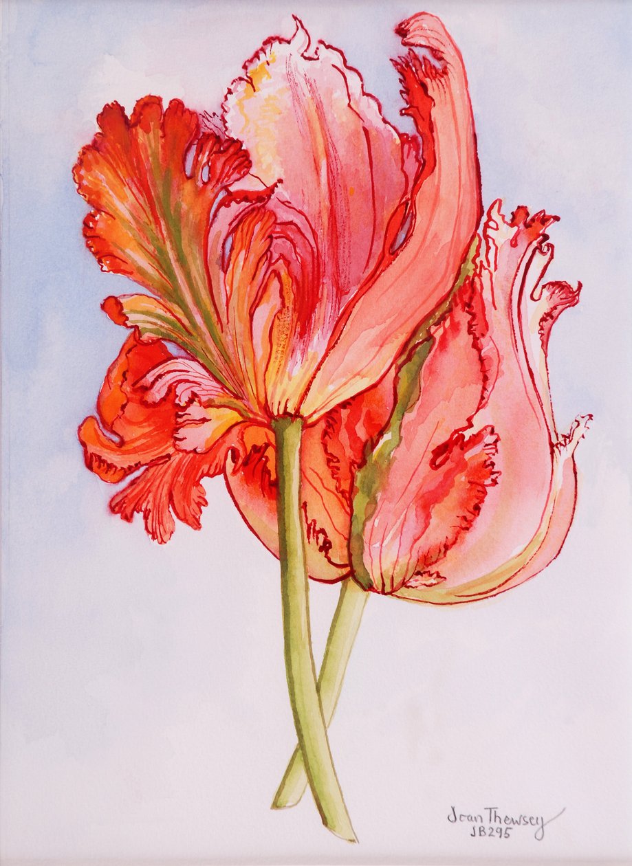 Zwei gefranste Tulpen von Joan Thewsey