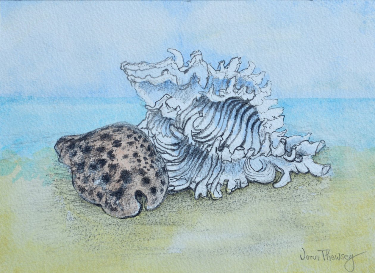 Zwei Muscheln von Joan Thewsey