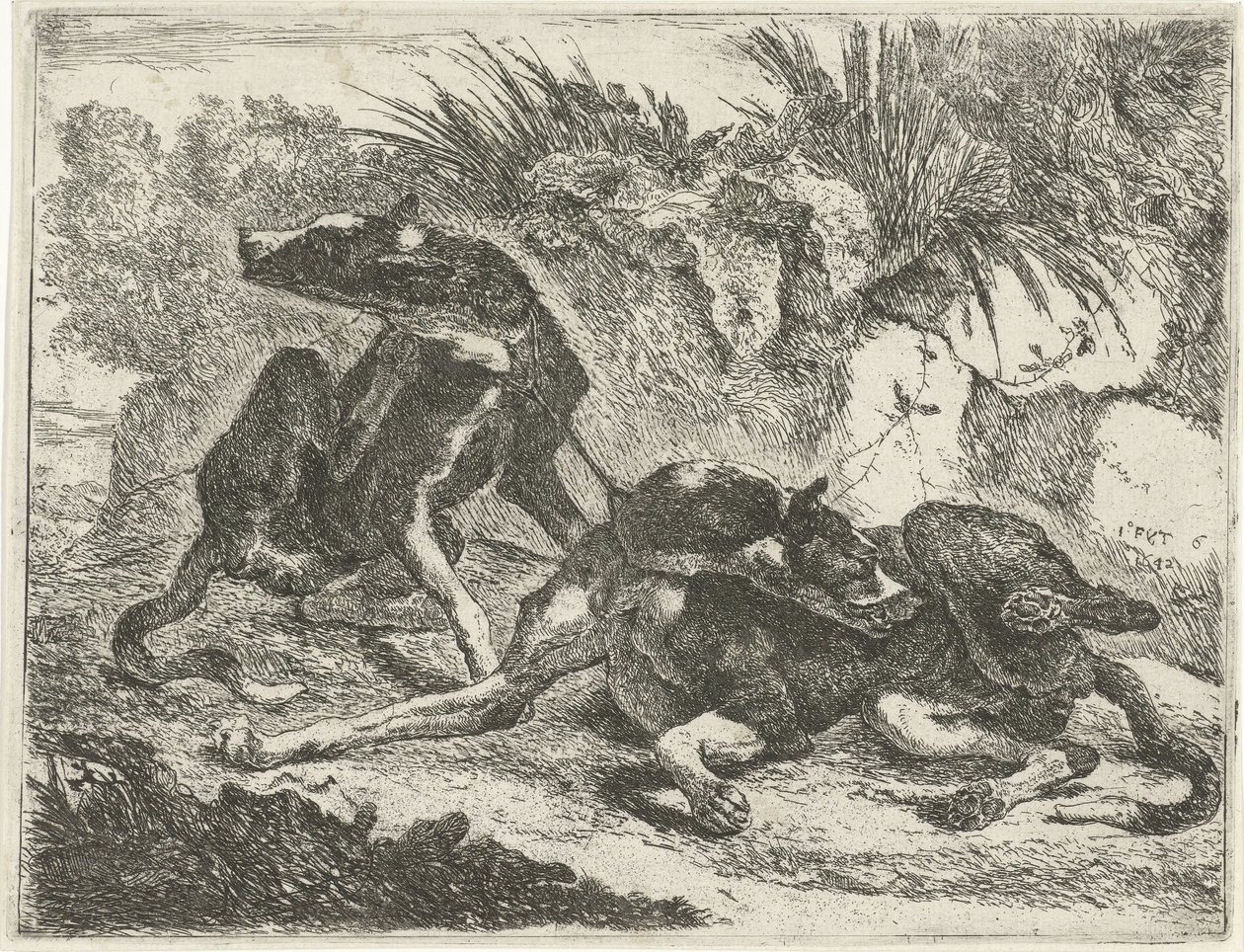 Zwei Hunde (Honden) von Joannes Fijt