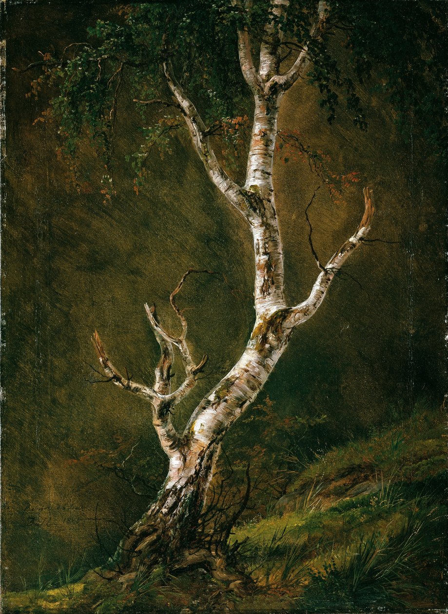 Studie einer Birke von Johan Christian Dahl
