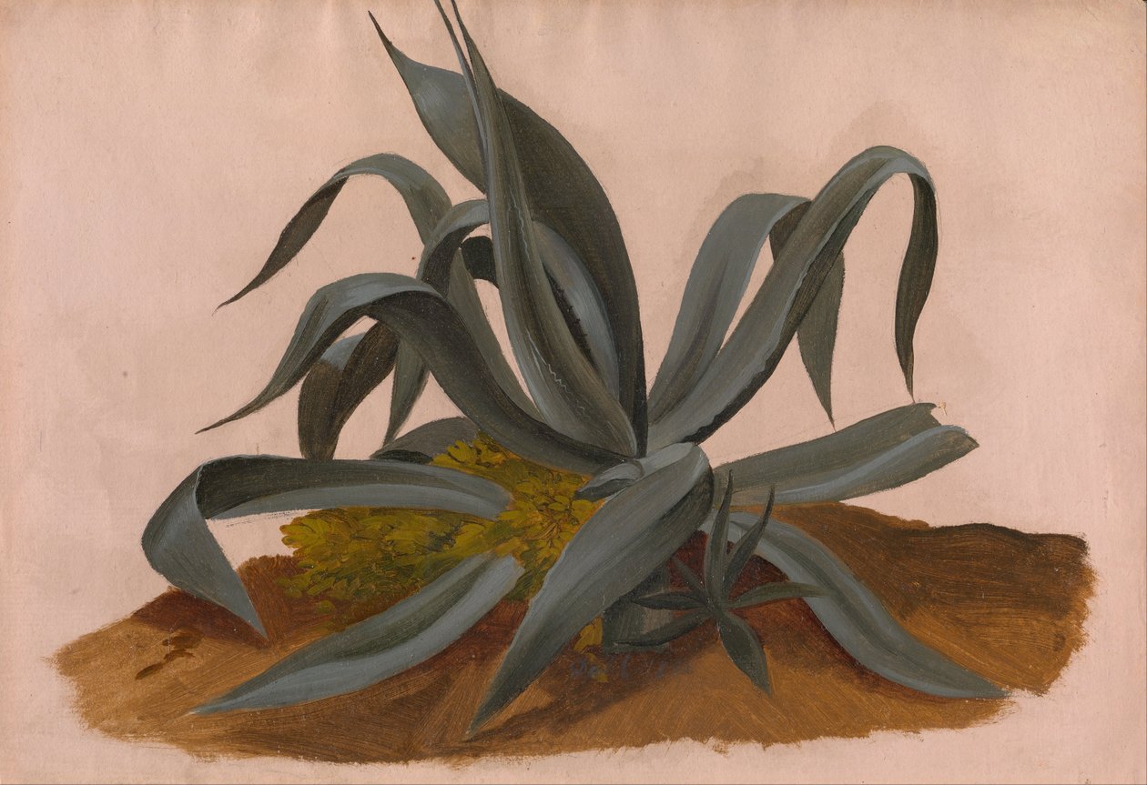Studie einer Agave von Johan Christian Dahl