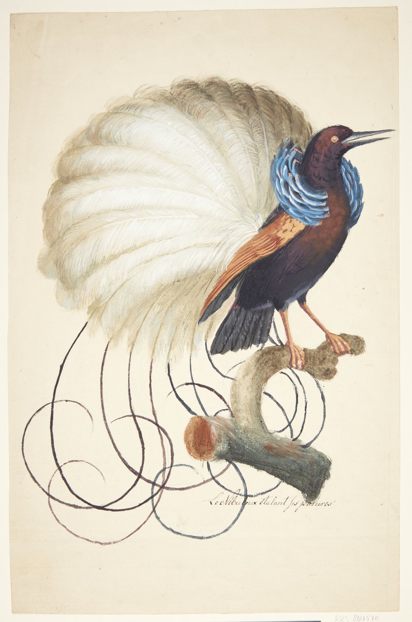 Exotischer Vogel von Johan Christian Ernst Walter