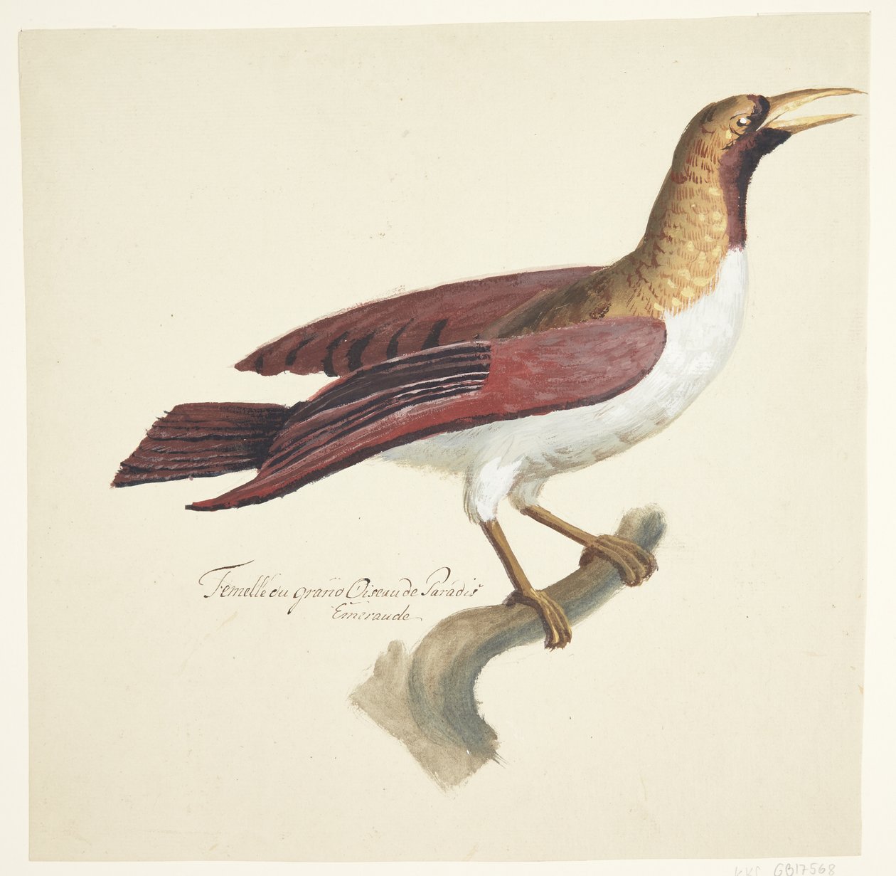 Vogel von Johan Christian Ernst Walter