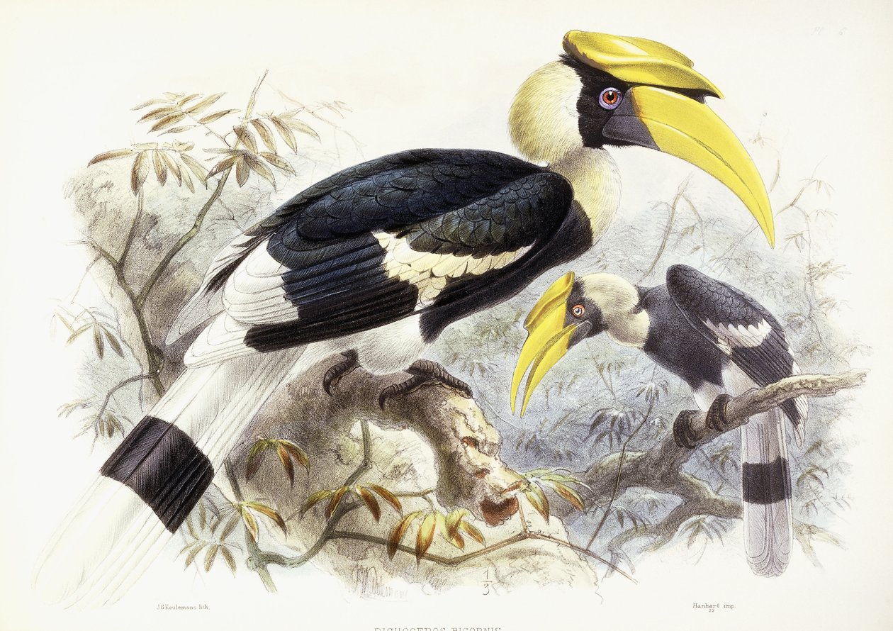 Dichocerus Bicornis, 1876-1882 von Johan Gerard Keulemans