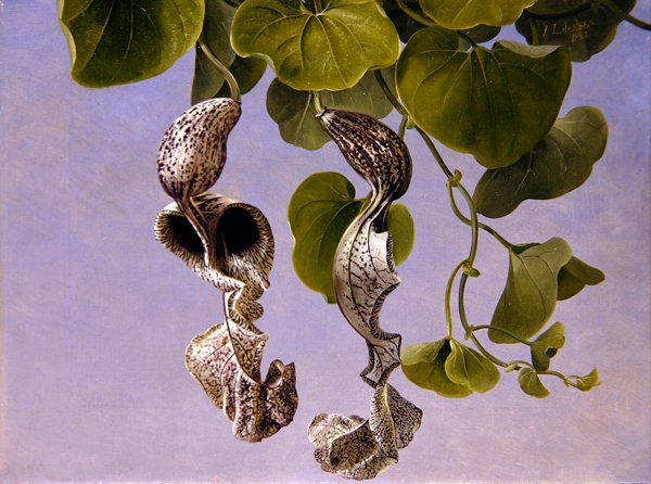 Osterluzei-Blüten (Aristolochia Cymbifera) von Johan Laurents Jensen