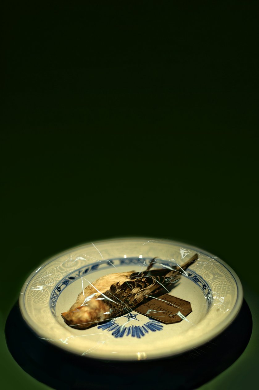 Vogelteller, 2015 von Johan Lilja