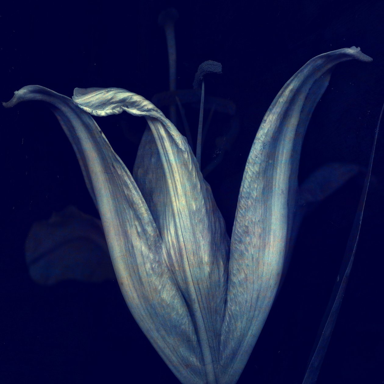 Lilie 1, 2018 von Johan Lilja