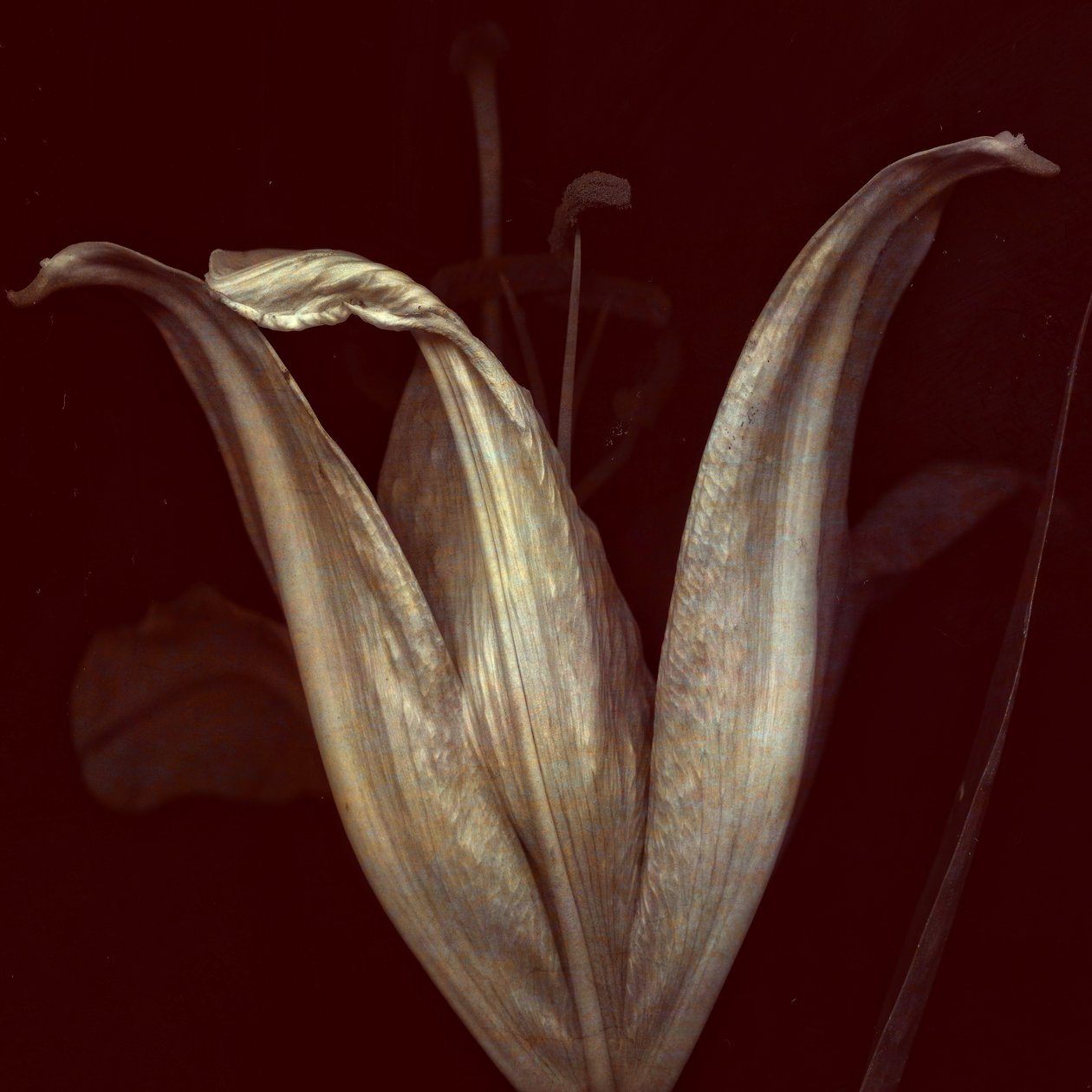 Lilie 2, 2018 von Johan Lilja