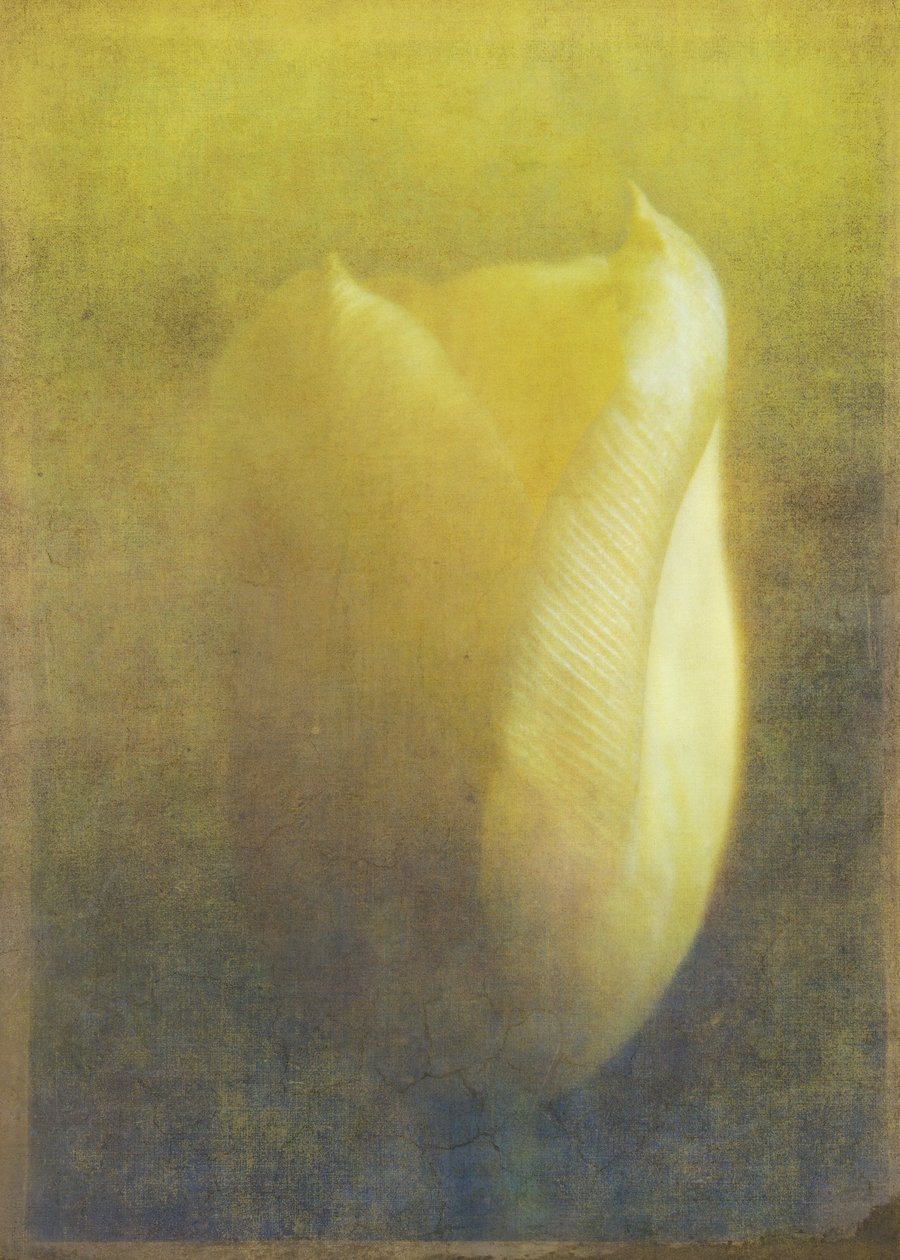 Tulpe von Johan Lilja