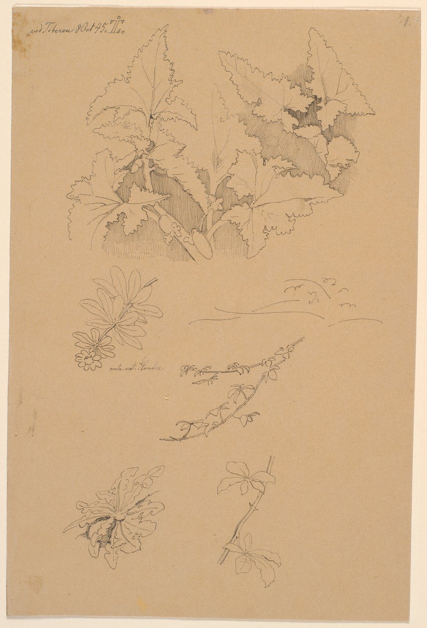 Blatt- und Blumenstudien von Johan Thomas Lundbye