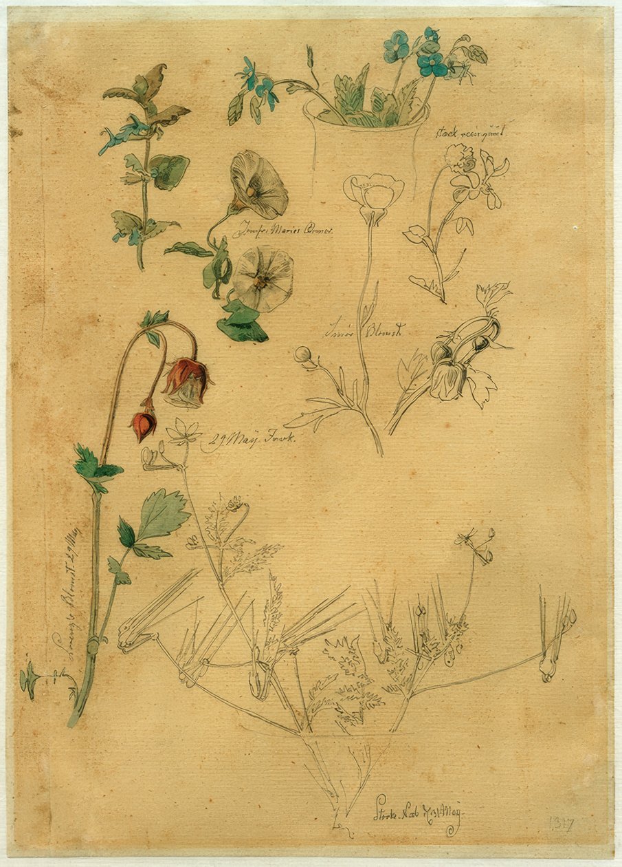 Pflanzenstudie von J. Th. Lundbye von Johan Thomas Lundbye
