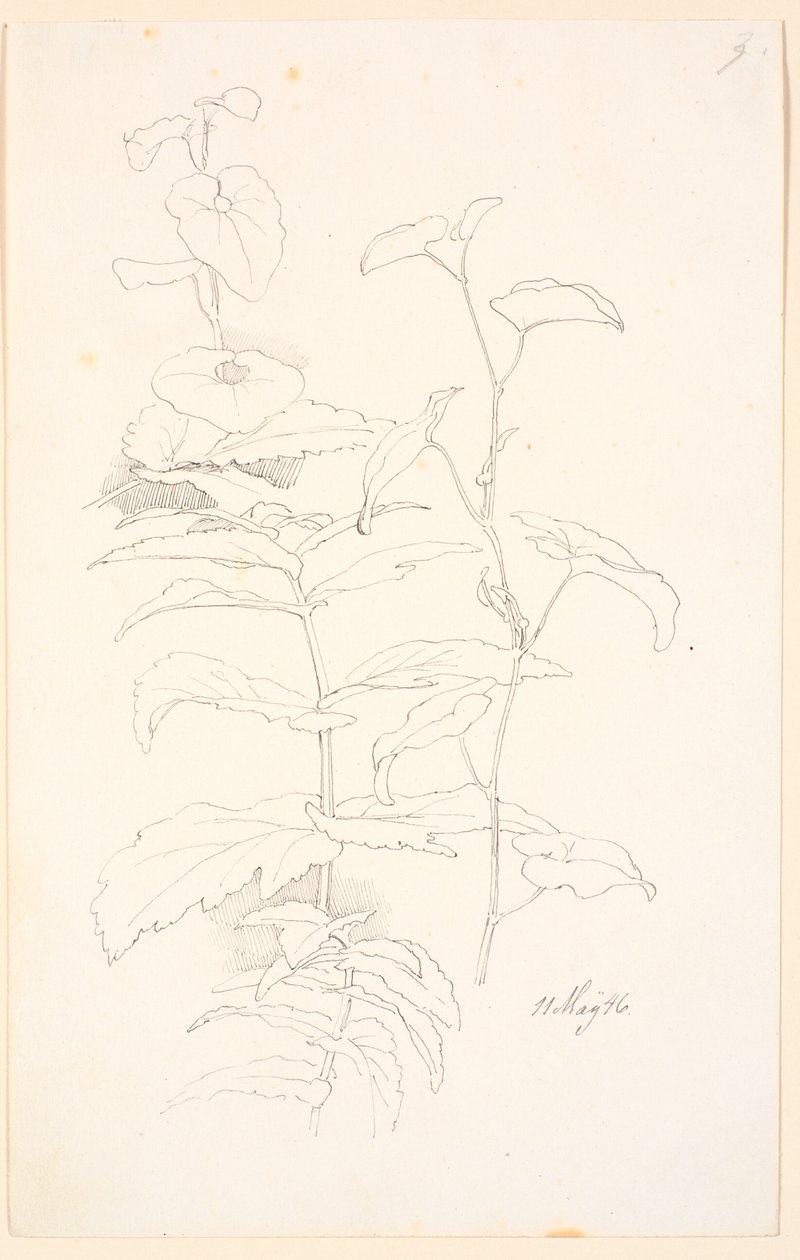 Pflanzenstudien, u.a. von Winden von Johan Thomas Lundbye