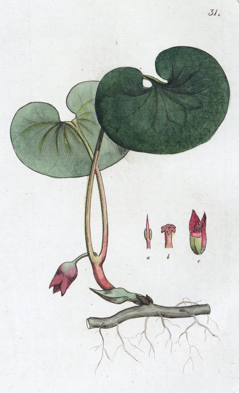 Haselwurz von Johan Wilhelm Palmstruch