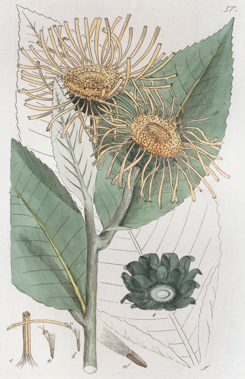 Alant Inula helenium, 1804-1811 von Johan Wilhelm Palmstruch