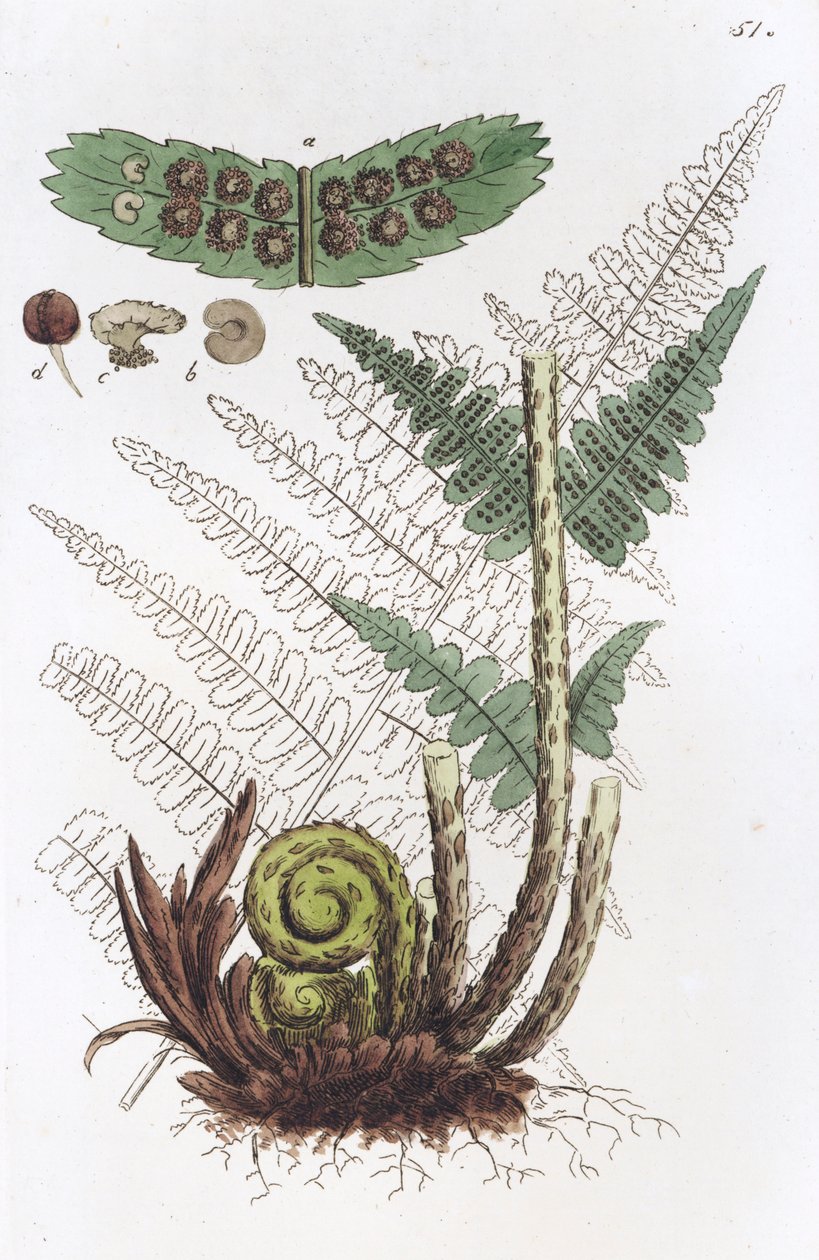 Männlicher Farn Dryopteris filix-mas von Johan Wilhelm Palmstruch