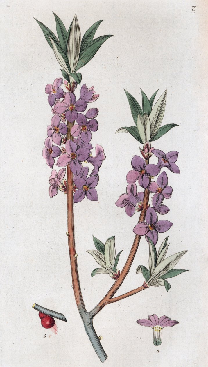 Seidelbast Daphne mezereum, 1804-1811 von Johan Wilhelm Palmstruch