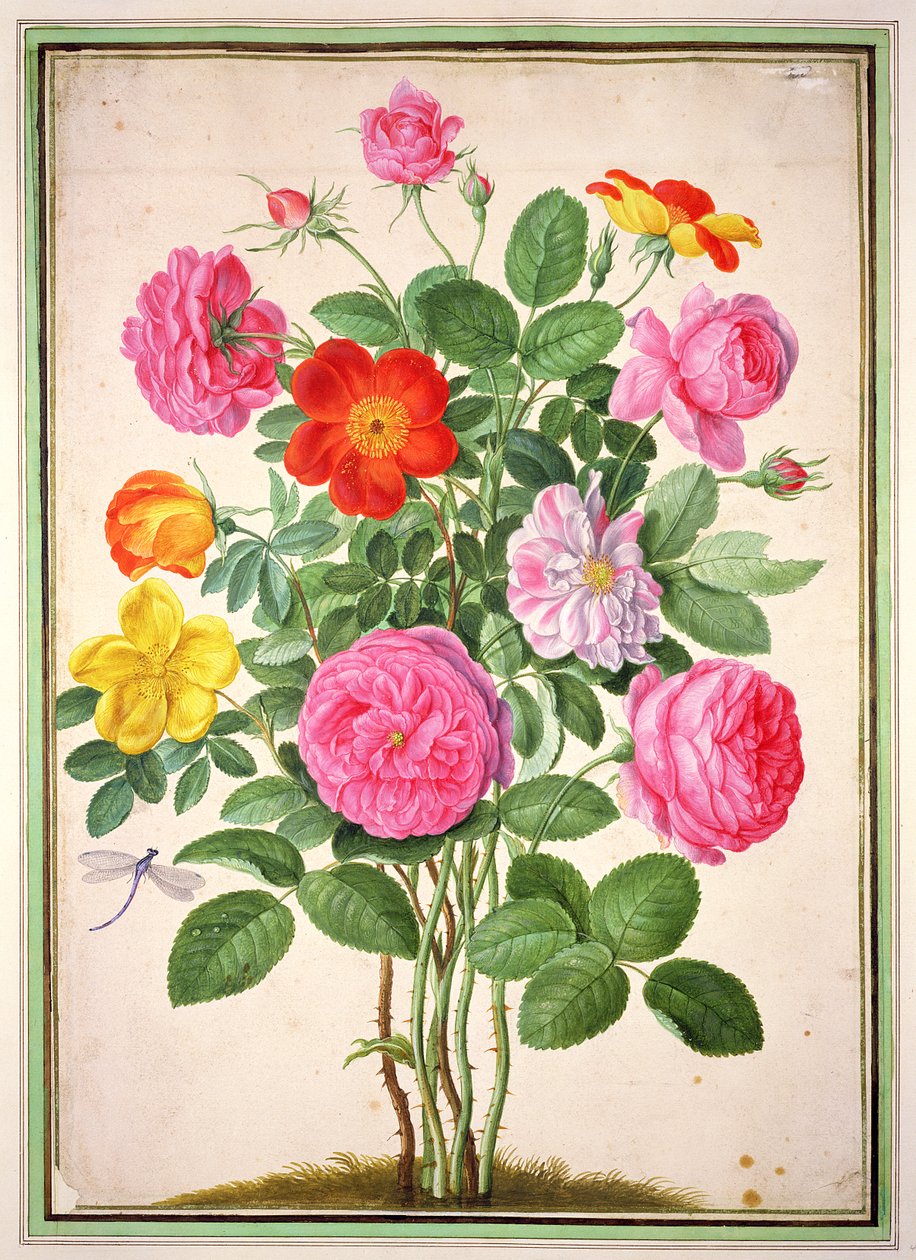 Rosen, Tafel 4 aus dem Nassau Florilegium von Johann Jakob Walther