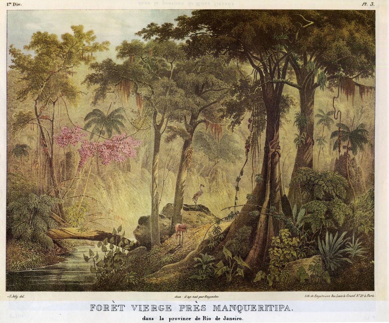 Forêt Vierge Près Manqueritipa von Johann Moritz Rugendas