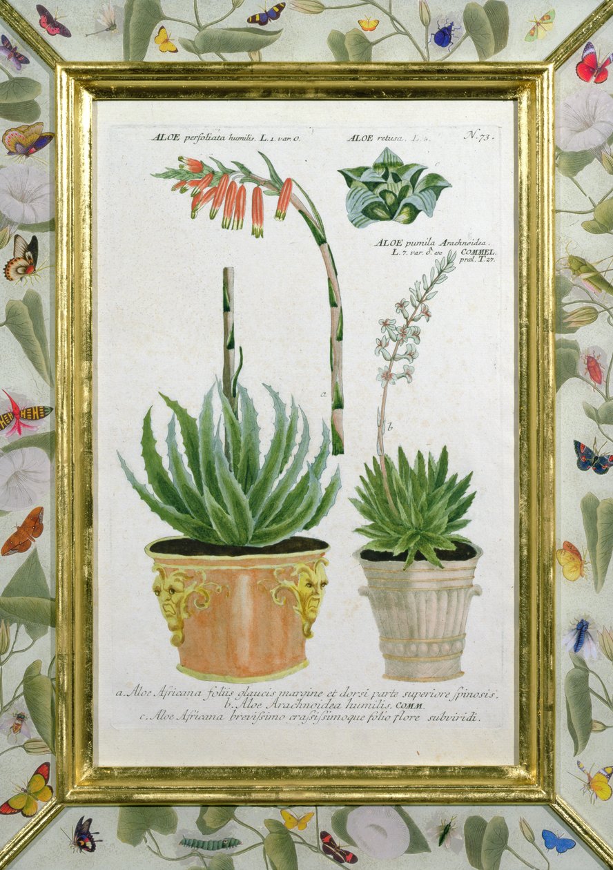 Aloe, ca. 1740 von Johann Wilhelm Weinman