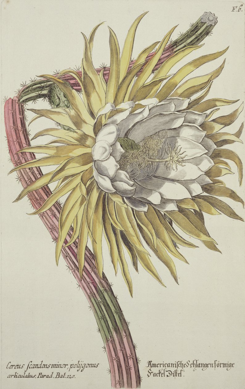 Cereus Scandens Minor Polygonus aus 