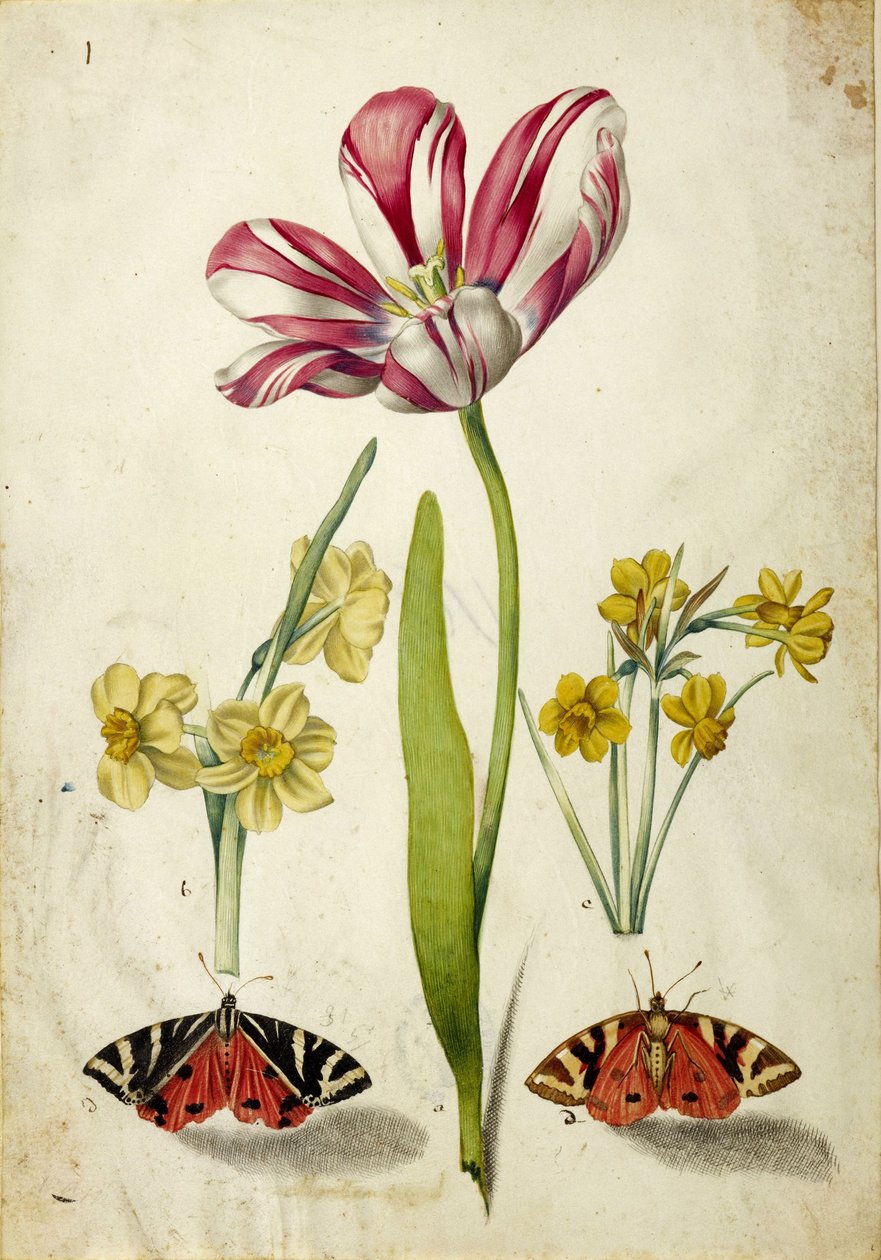 Tulpe, Narzisse und Schmetterlinge, ca. 1660 von Johann Bartholomäus Braun