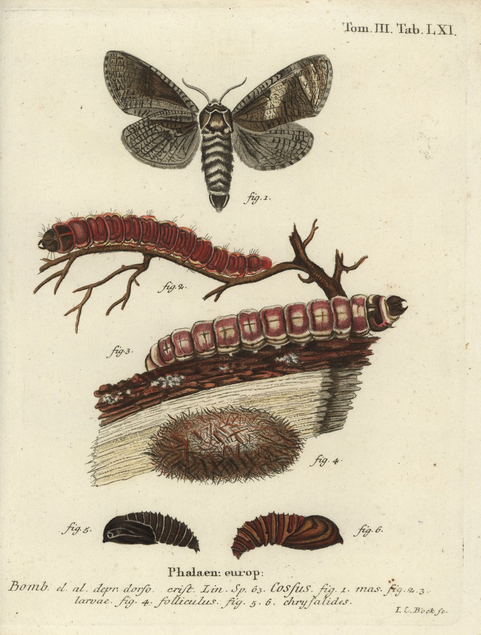 Ziegenmotte, Cossus cossus von Johann Carl Bock