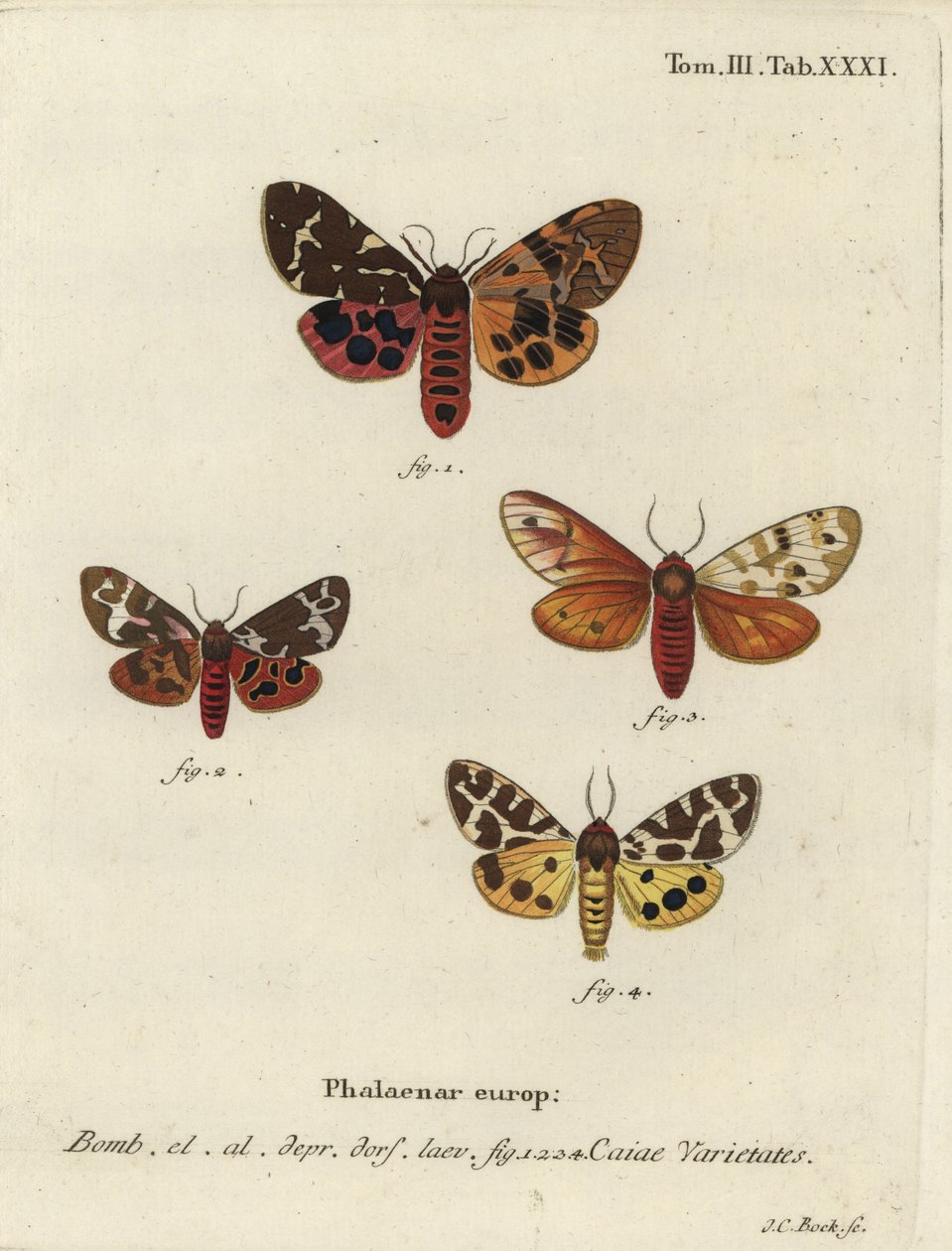 Großer Tigermotten-Varianten, Arctia caja von Johann Carl Bock