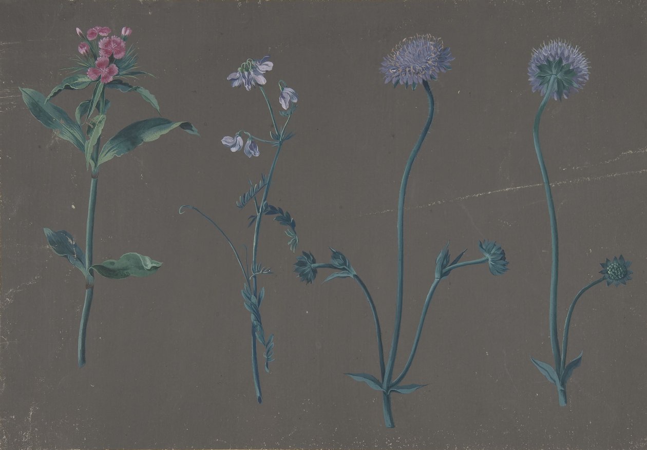 Studie von drei Blumen, 1781 von Johann Christian August Birnbaum
