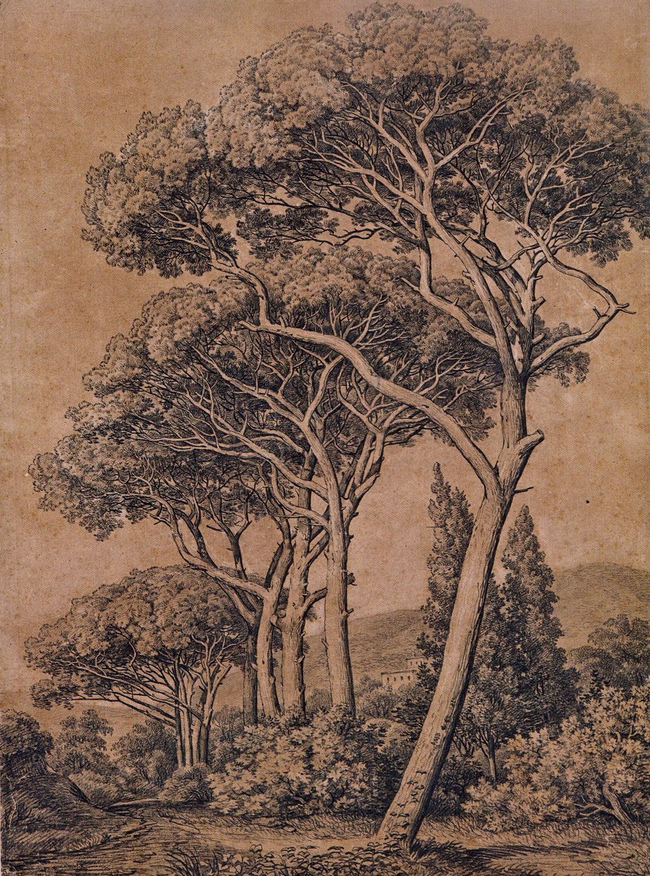 J C Reinhart Schirmpinien 1791 von Johann Christian Reinhart