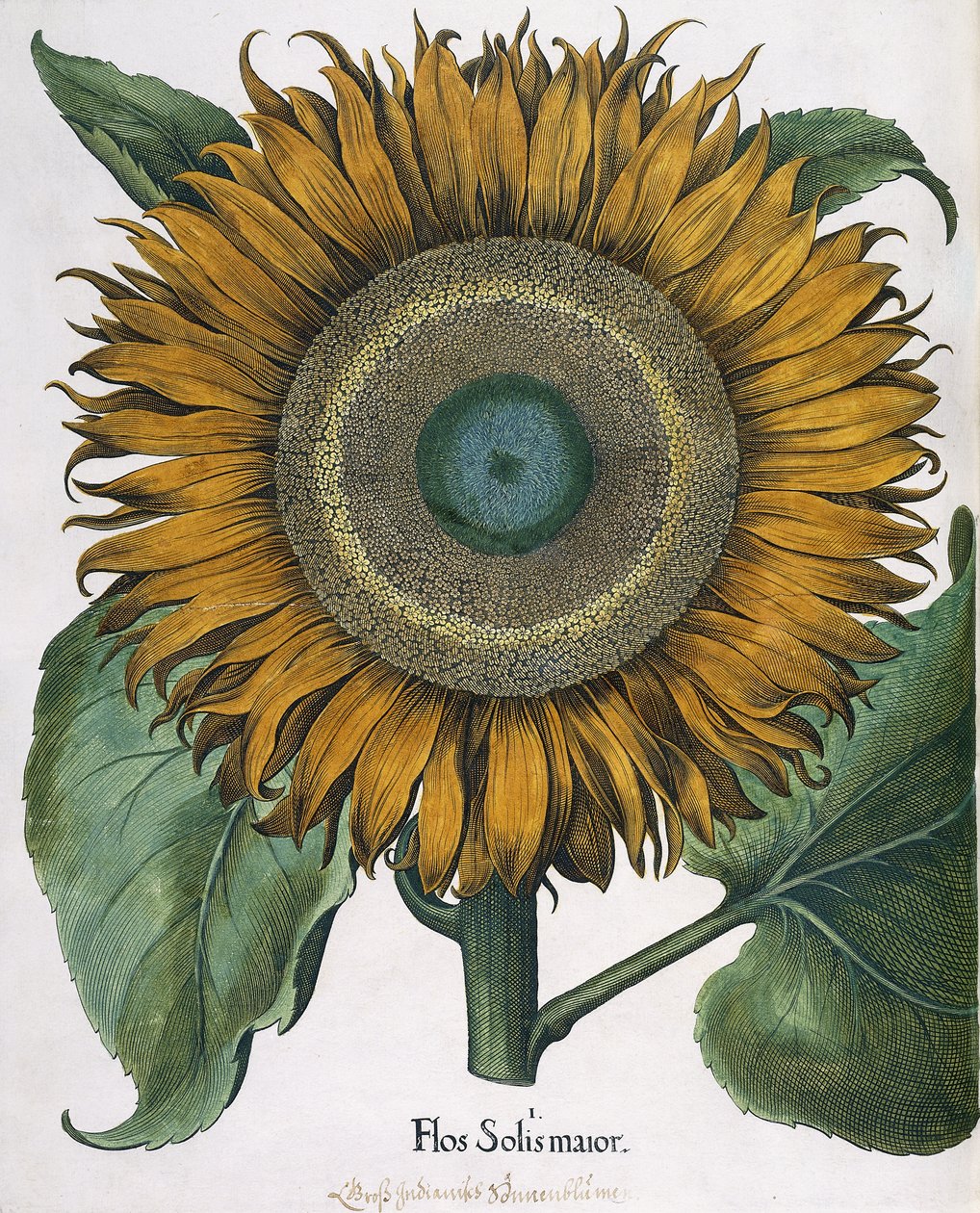 Flos Solis Maior, 1613 von Johann Ernst Rentsch
